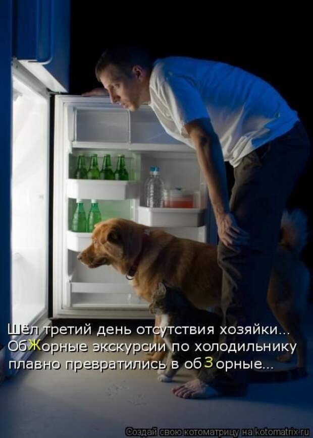Лучшие котоматрицы недели (50 фото)