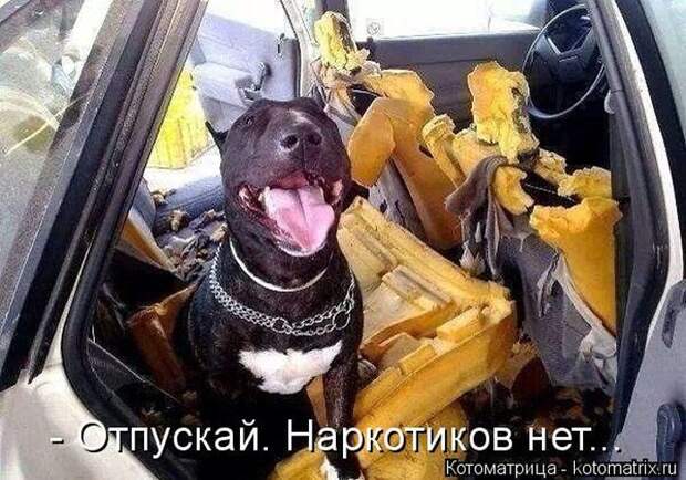 Лучшие котоматрицы недели