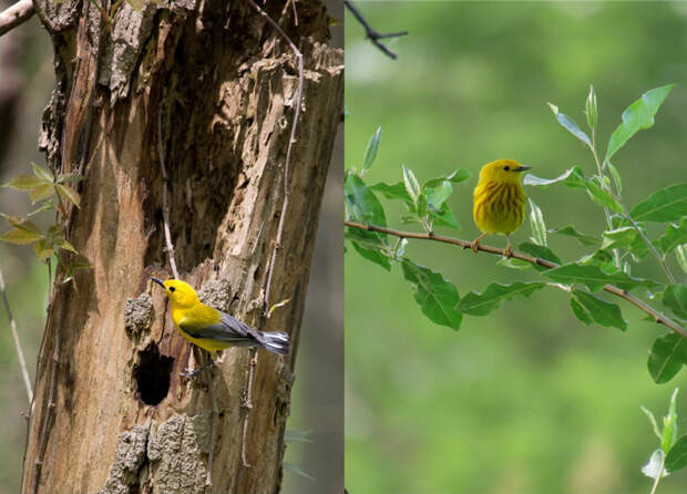 Рис. 2. Лимонный певун (Protonotaria citrea) и желтая древесница (Setophaga petechia)