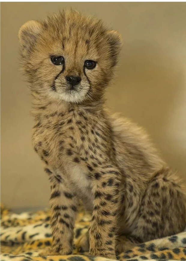 Маленькие большие кошки Большие кошки, Милота, Детеныш, Хищник, Животные, Дикие животные, Лев, Леопард, Гепард, Тигр, Пантера, Пума, Снежный барс, Ягуар, Манул, Каракал, Рысь, Фотография, Длиннопост