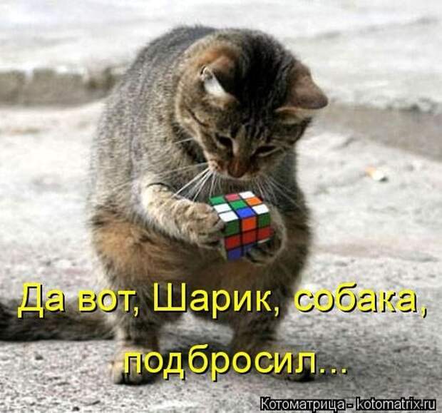 Лучшие котоматрицы недели