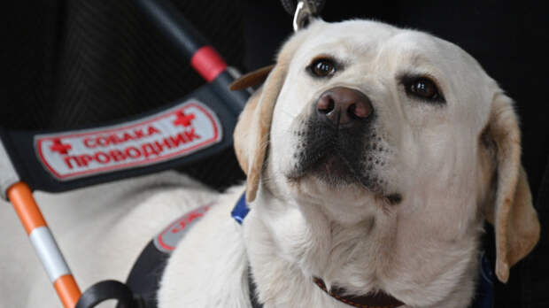 Даже на собак: с 1 апреля в России заработают более ста новых ГОСТов