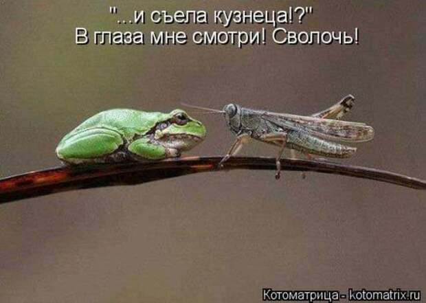 Котоматрицы (картинки с надписями)