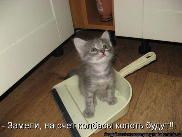 Лучшие котоматрицы недели