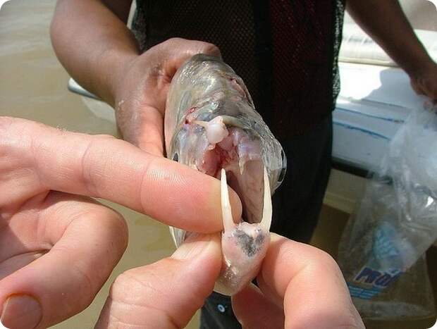 Скумбриевидный гидролик (лат.Hydrolycus scomberoides)