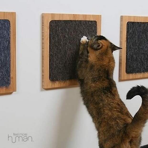 коты