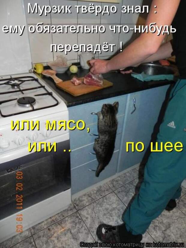 Лучшие котоматрицы недели (50 фото)