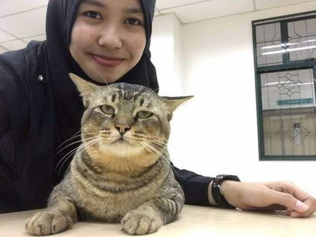 Кот, который ходит на пары Кот, который ходит на пары