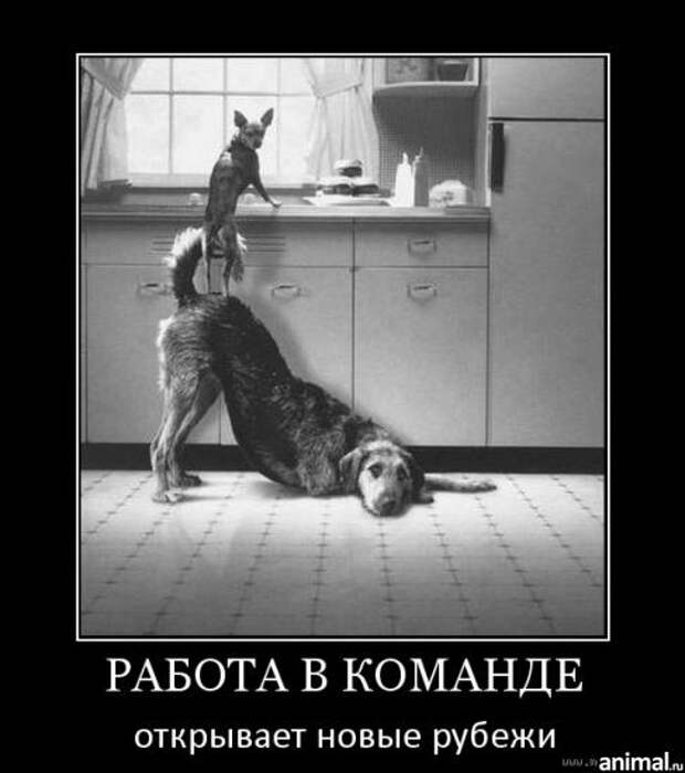 Позитив зверский. Если у вас есть собака, то вам это понятно Позитив зверский. Если у вас есть собака, то вам это понятно