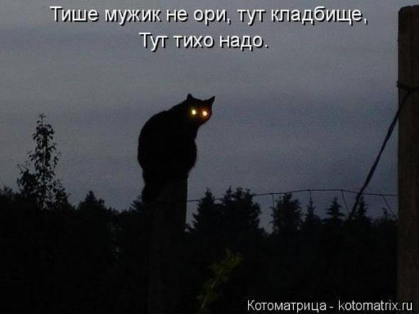 Котоматрицы (картинки с надписями)