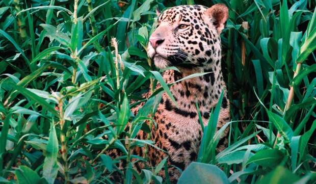 По словам сотрудников Panthera, бразильский Пантанал - дом самой большой популяции ягуаров в мире jaguar, Пантанала, бразилия, выдра, животные, река, фото