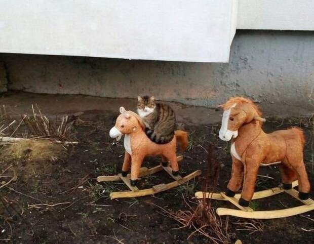 Прикольные картинки (15.12.16)