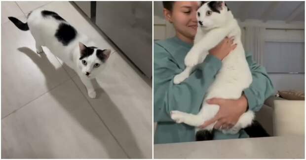 Кошка с необычным нервным тиком