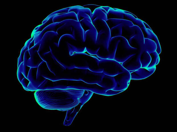 Невероятные факты о человеческом мозге