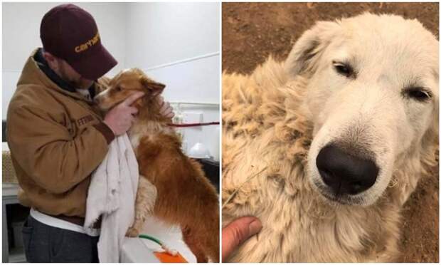 Не теряйте веру: 20+ трогательных случаев, когда вернулись пропавшие собаки