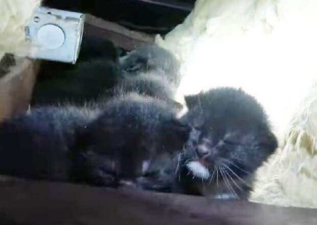 Котята на чердаке Крошечные котята