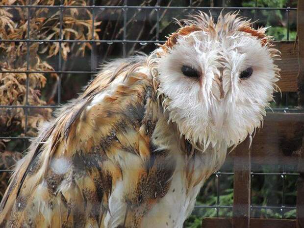 Мокрые совы  совы, мокрые совы