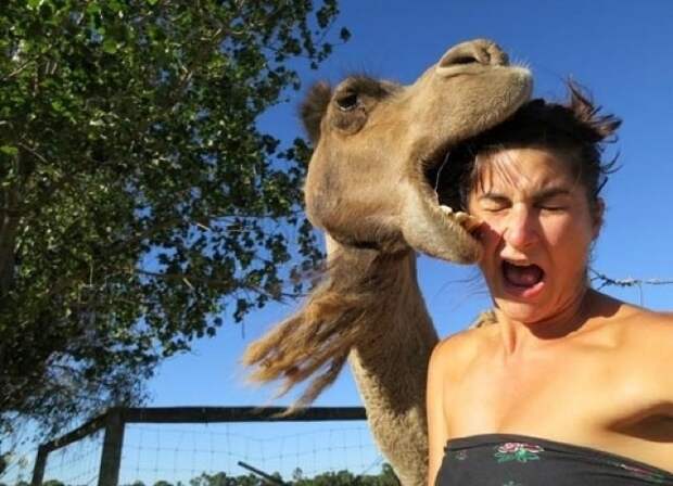 Animal Photobombs