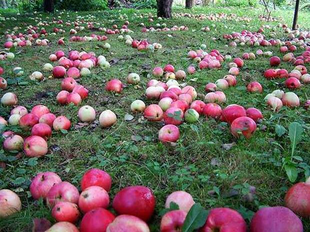Надо ли убирать опавшие яблоки