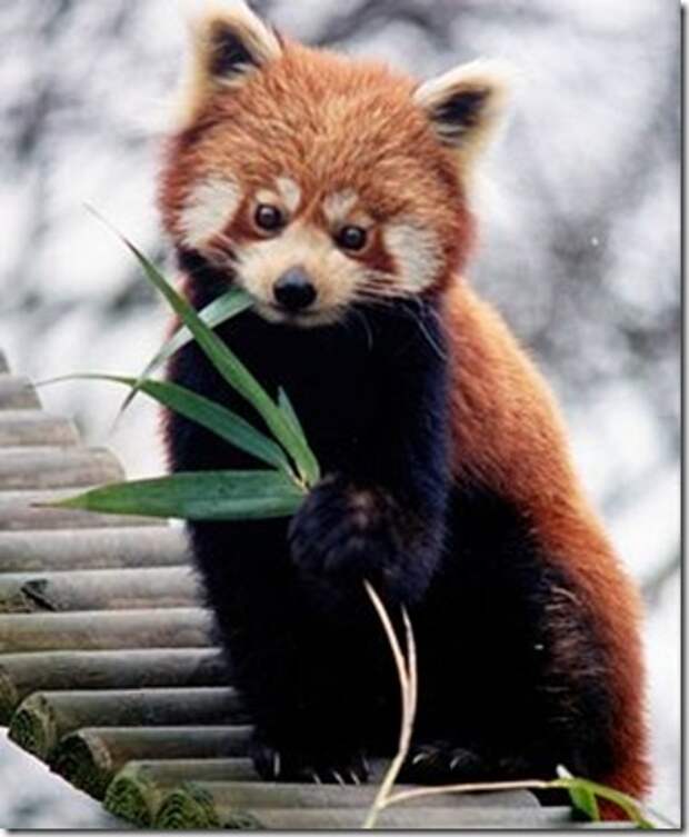 LesserPanda