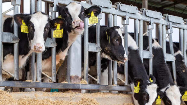 Данкверт: профильные службы могут быть ответственны за вспышку пастереллеза