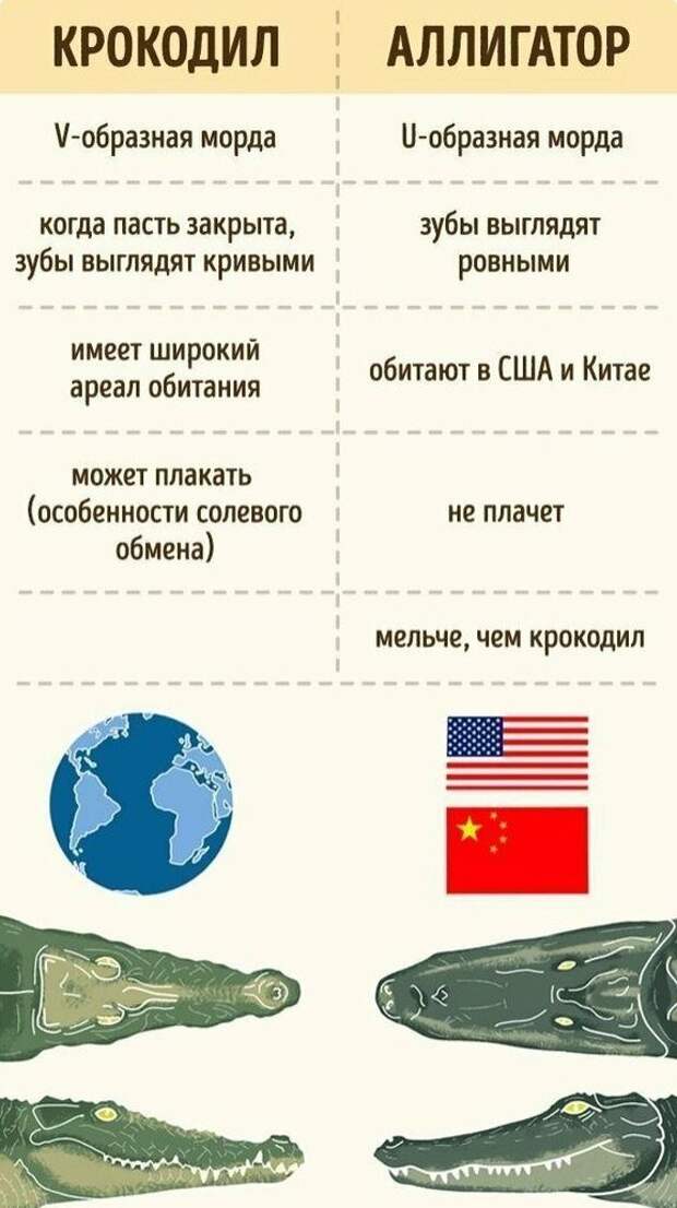 Различай: 20 зоологических шпаргалок, чтобы вы не путались в названиях