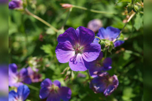 Посадил и забыл: многолетник, который украшает сад весь сезон