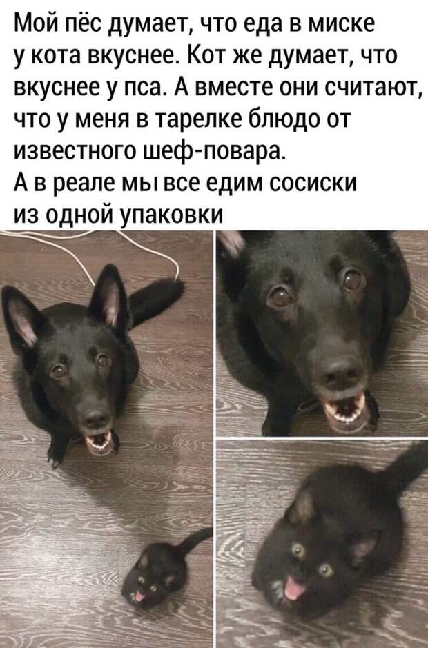 Нам нужна твоя еда