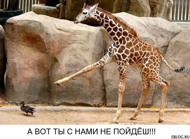Пятничный позитив! Смотрим, заряжаемся на выходные! 20 прикольных картинок.