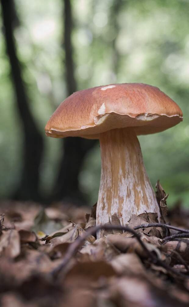 mushrooms10 Топ 10 грибов: Короли леса