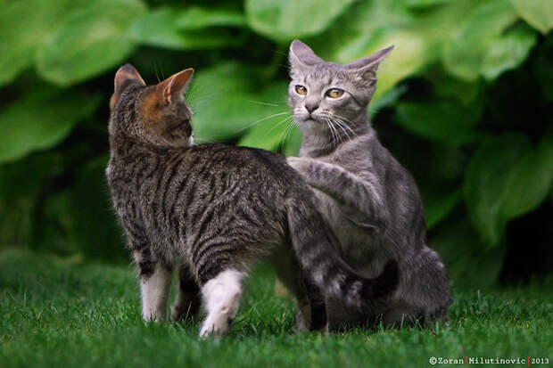 Wait! Someone is behind me, yes?! by ZoranPhoto