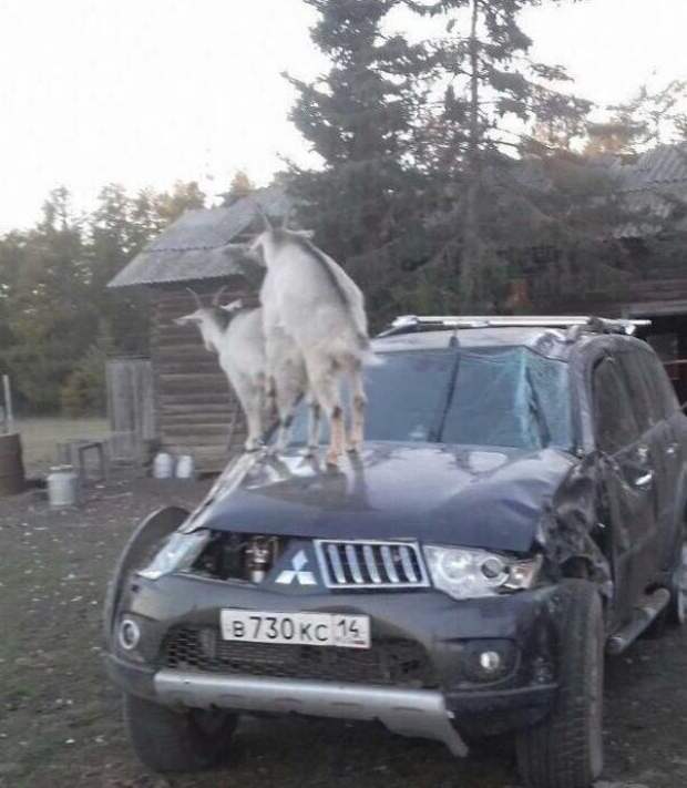 Приезжайте к нам в колхоз - куры, дуры и навоз