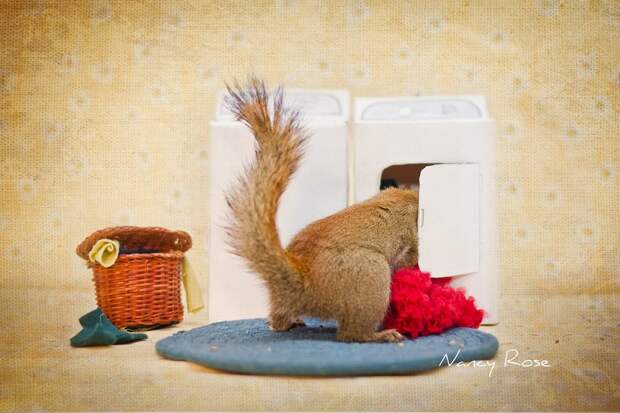 squirrels09 squirrels09 Забавные белочки Нэнси Роуз