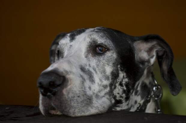 Слюни летят во все стороны. |Фото: krasivosti.pro. Слюни летят во все стороны. |Фото: krasivosti.pro.