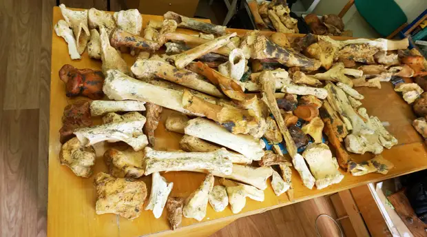 «Эволюция органического мира»: российский палеонтолог — о страусах-гигантах, динозаврах и пещерных гиенах в Крыму