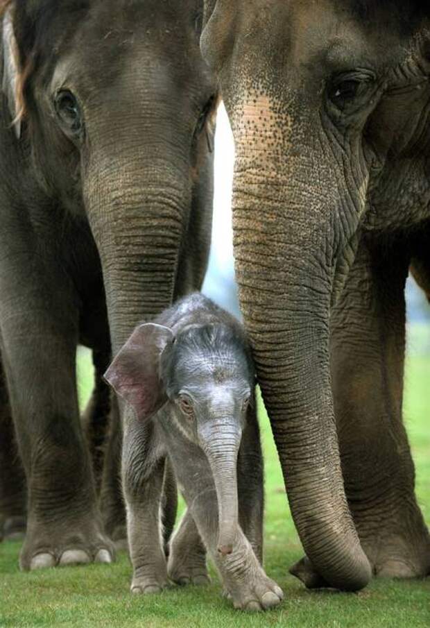 Мать и дитя в мире животных: слоненок учится ходить. Фото