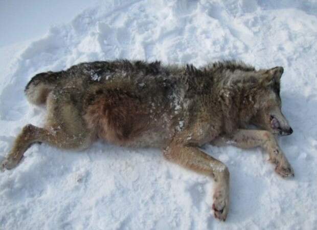 В Троицко-Печорском районе добыли 16 волков