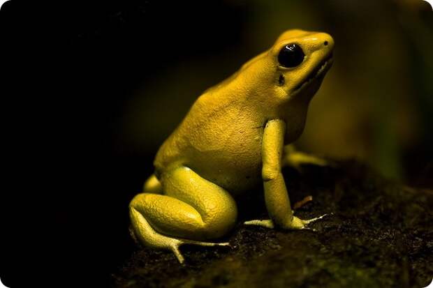 Ужасный листолаз (лат. Phyllobates terribilis)