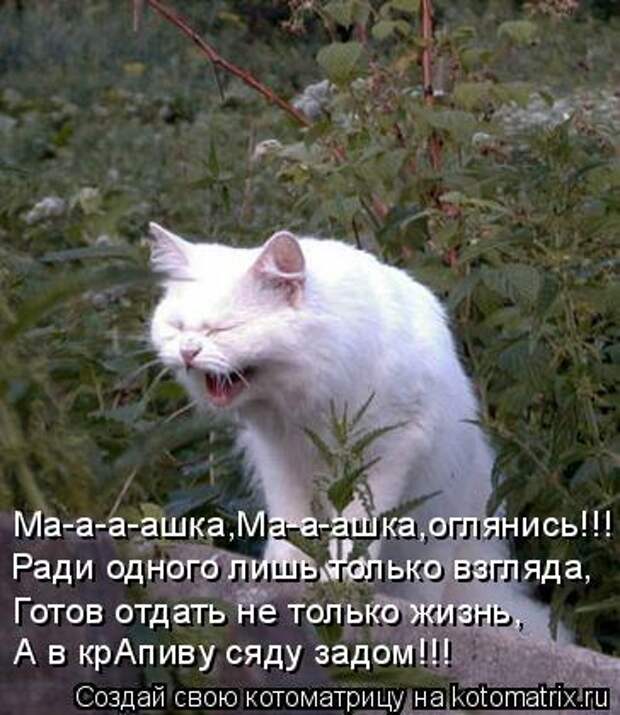 Ма-а-а-ашка,Ма-а-ашка,оглянись!!! Ради одного лишь только взгляда, Готов отдать не только жизнь, А в крАпиву сяду задом!!!