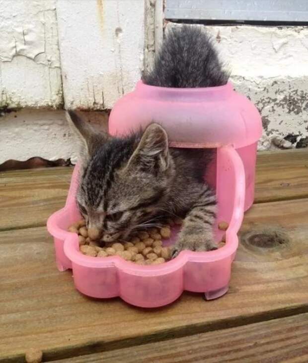 19 фотографий, которые доказывают, что кошки всегда будут делать все, что им хочется