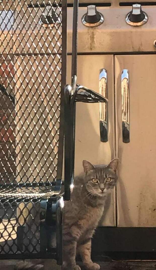 Кошка и шкафчик