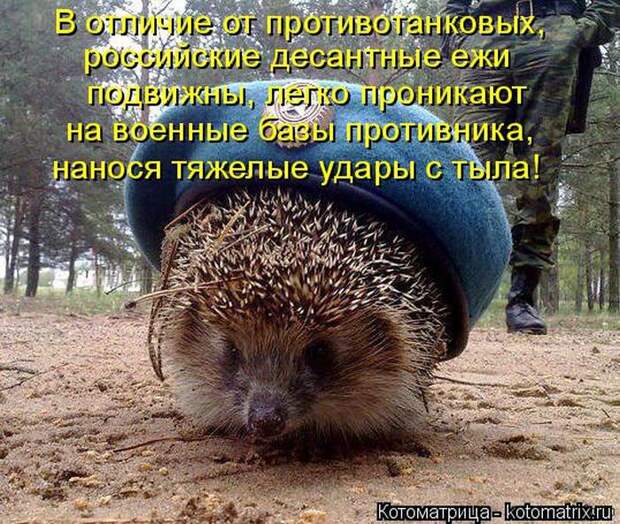 Лучшие котоматрицы недели Лучшие котоматрицы недели