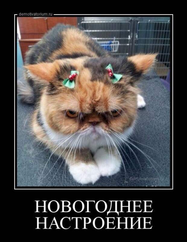 Демотиваторы