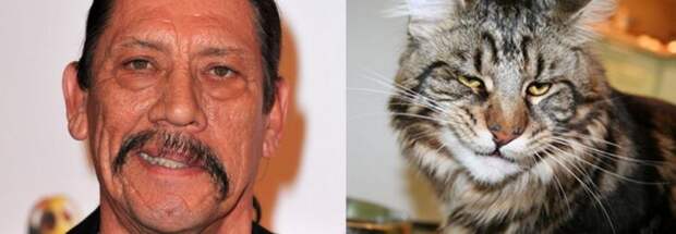 cat look like, коты похожие на знаменитостей, коты похожие на нечто другое