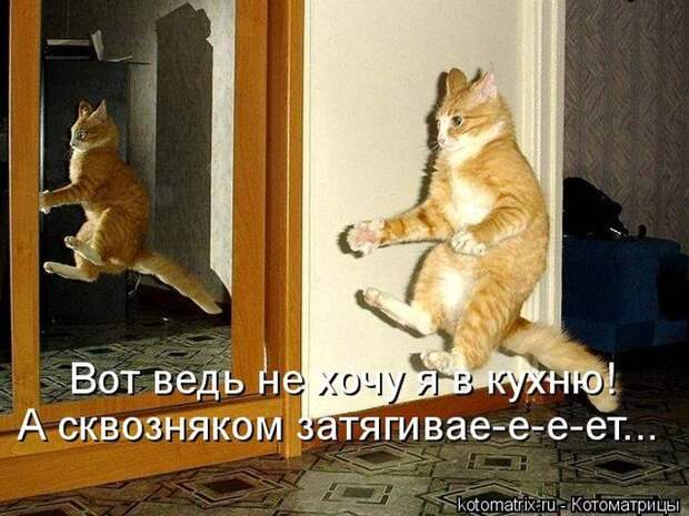 Лучшие котоматрицы недели