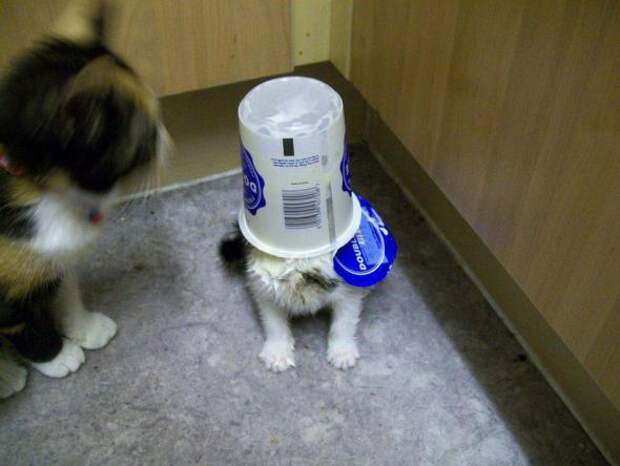 Котики