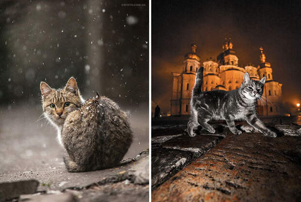 animal-portraits-sergey-polyushko-37-582b25a0bff43__880