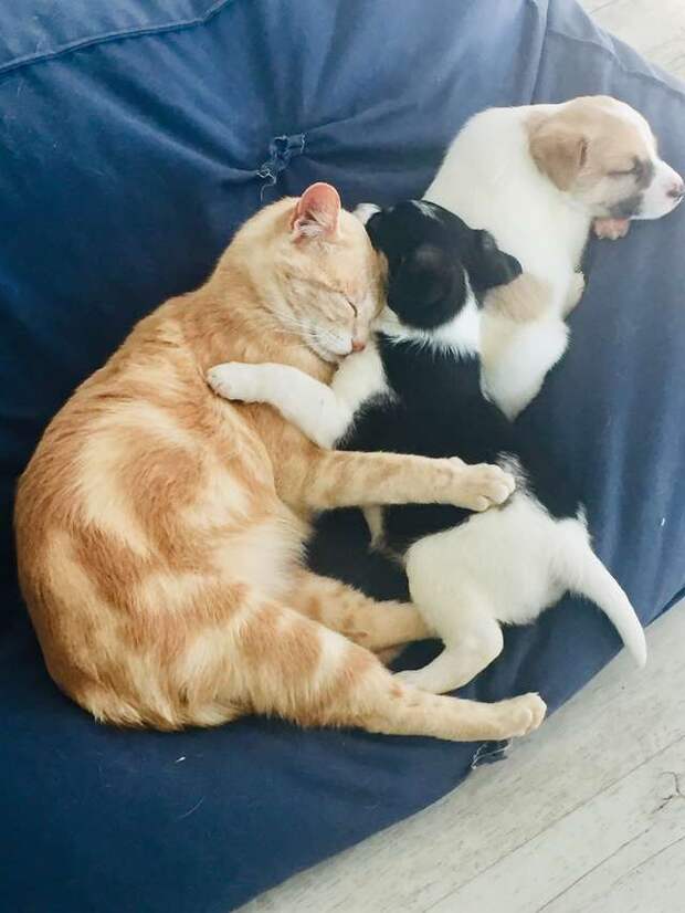 Кошка потеряла своих котят, но заменила маму осиротевшим щенкам Кошка потеряла своих котят, но заменила маму осиротевшим щенкам