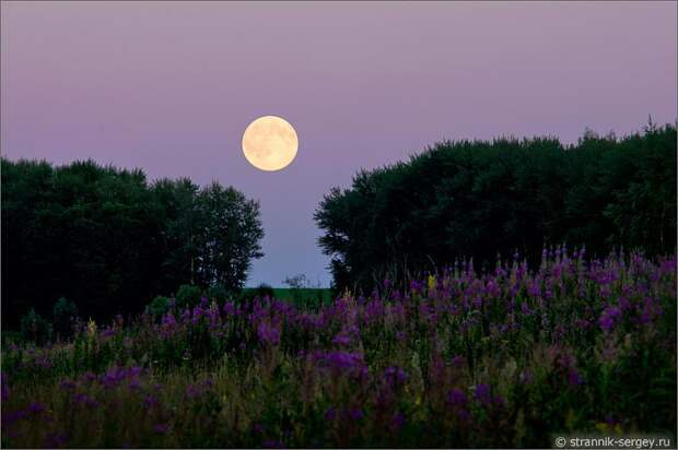 Лунная ночь полнолуние Большая луна над лесом 