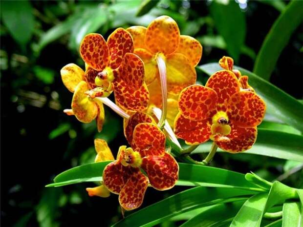Орхидеи фото цветов - Картинки Фото цветов